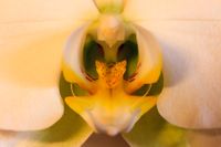 2016-02-21 Makro Orchidee_MG_7465