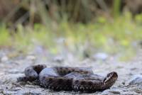 Kreuzotter, Giftschlange, aufgenommen im Bayrischen Wald